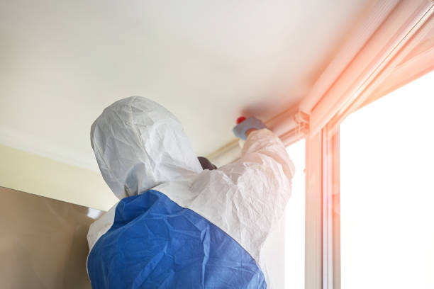 Best Black Mold Removal in Red Corral, CA