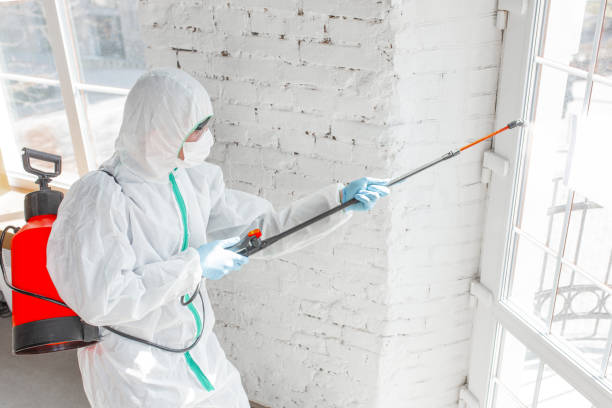 Best Biohazard Mold Removal in Red Corral, CA