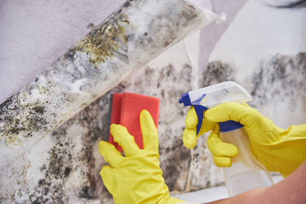 Best Residential Mold Inspection & Testing in Red Corral, CA